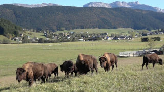 Ferme des Près Lauzes