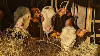 La Ferme de Grand'Meche 